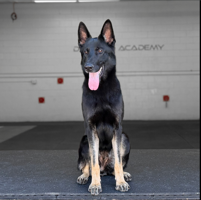 Velvet Delta K9, German Shepherd