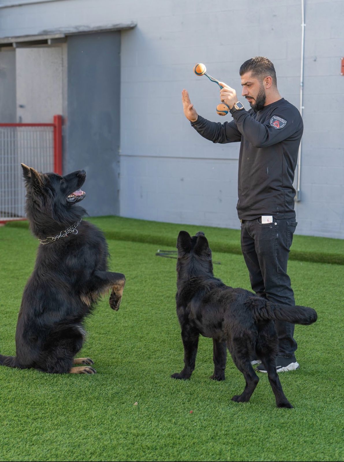 Delta K9 handler heeling a trained German Shepherd inside the Delta K9 training facility