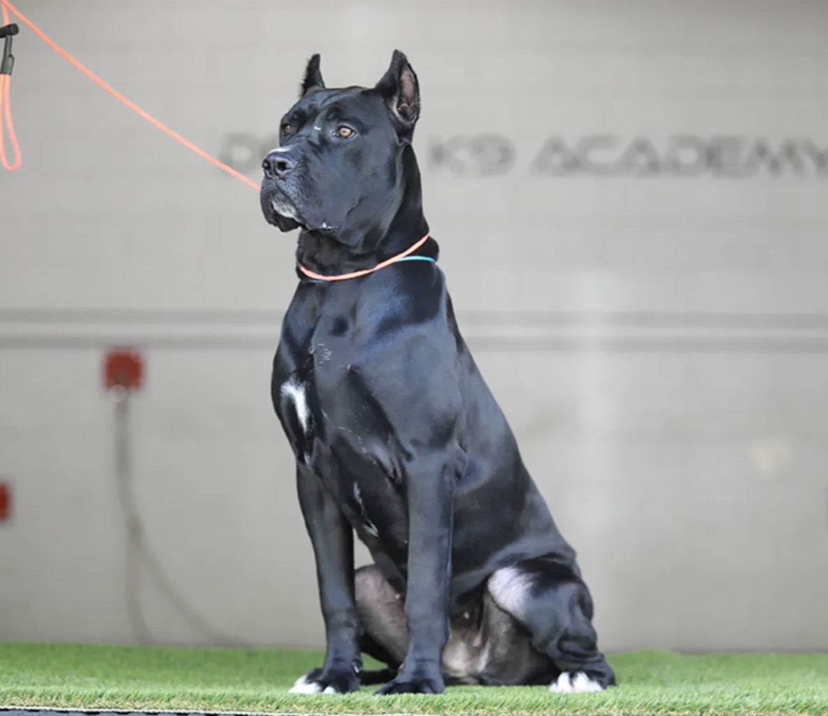 Alana Delta K9, Cane Corso