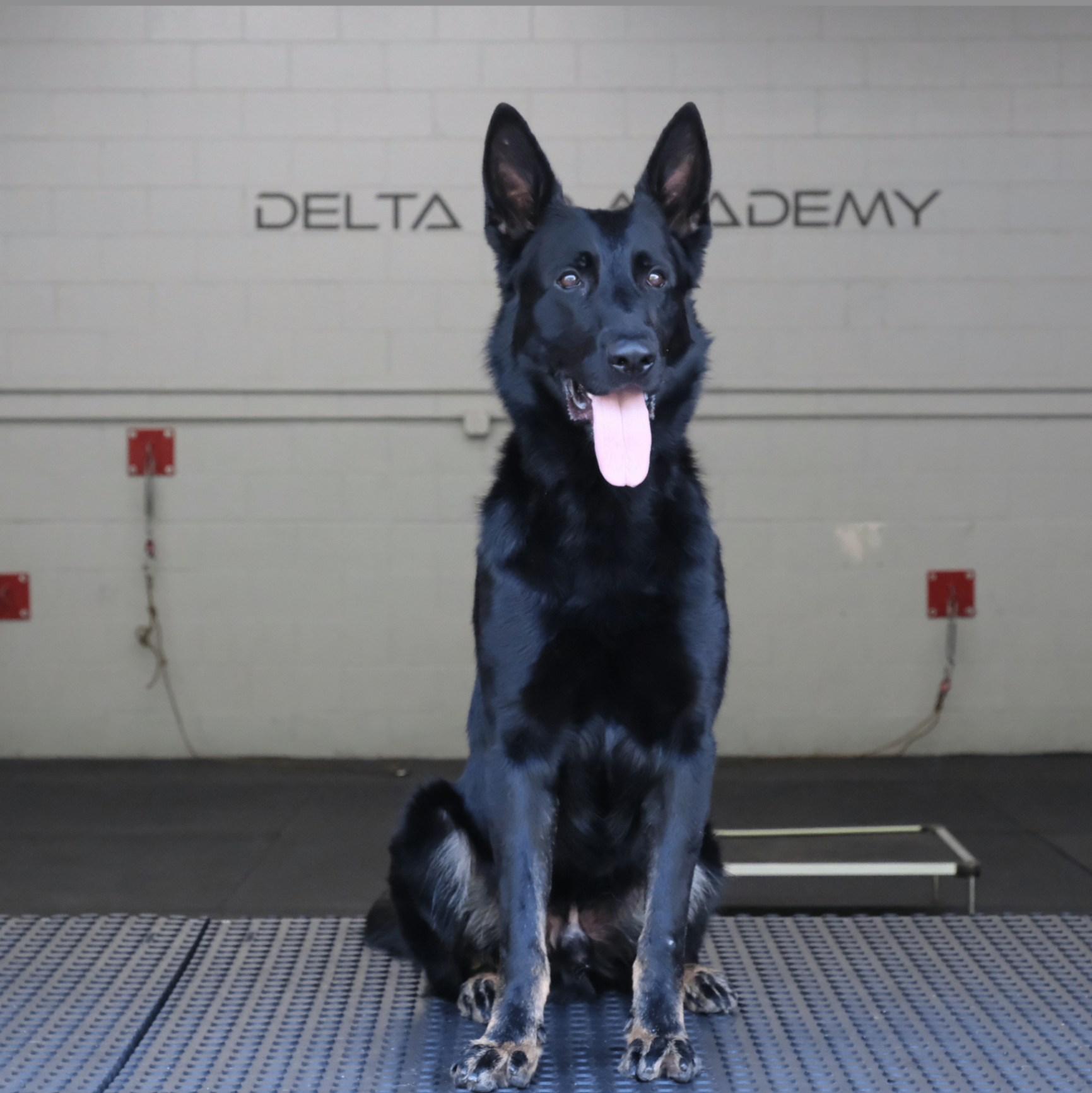 Uzzi Delta K9, German Shepherd