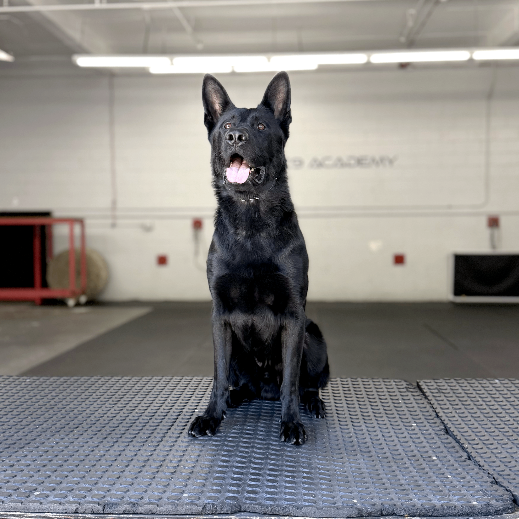 Dior Delta K9, German Shepherd