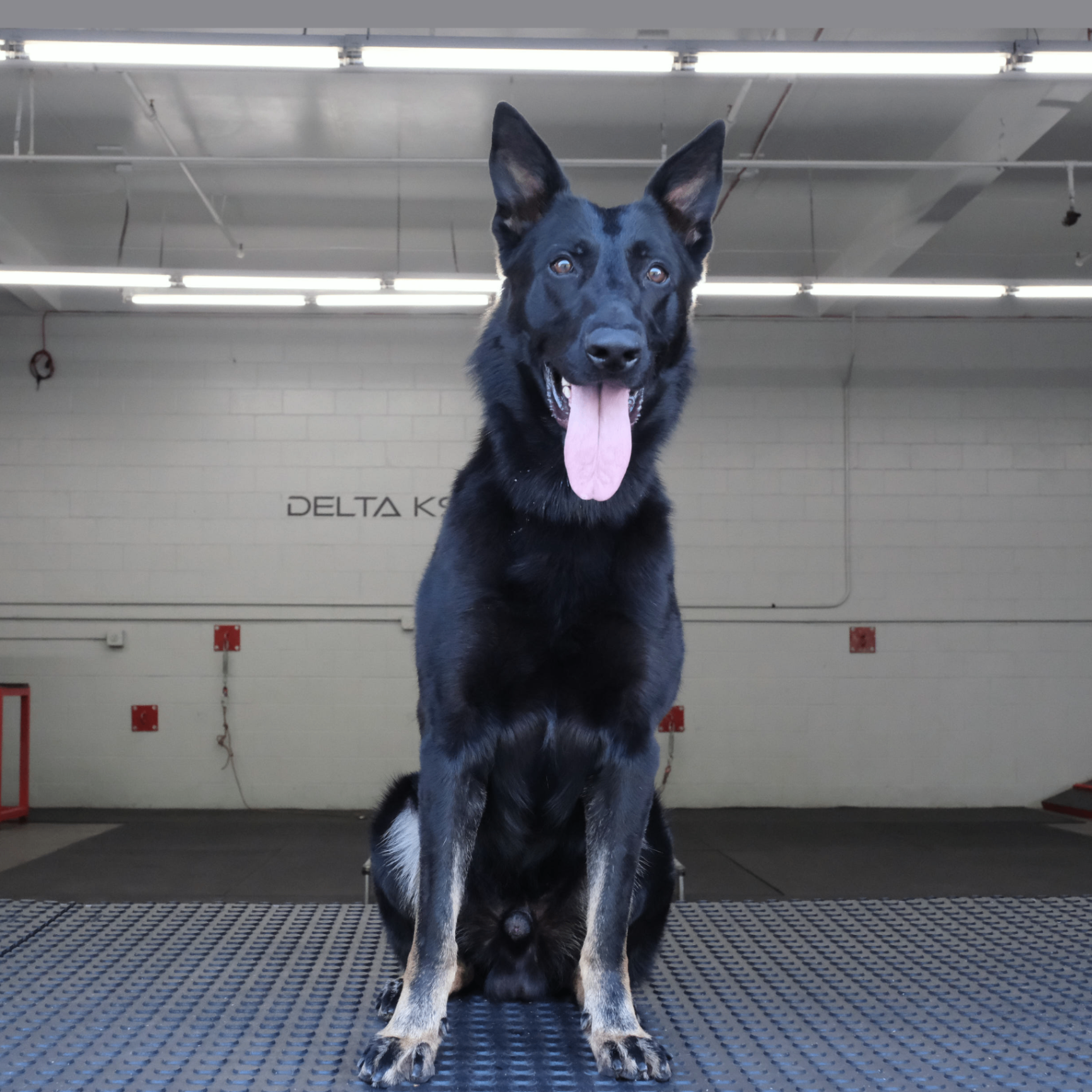 Ghost Delta K9, German Shepherd