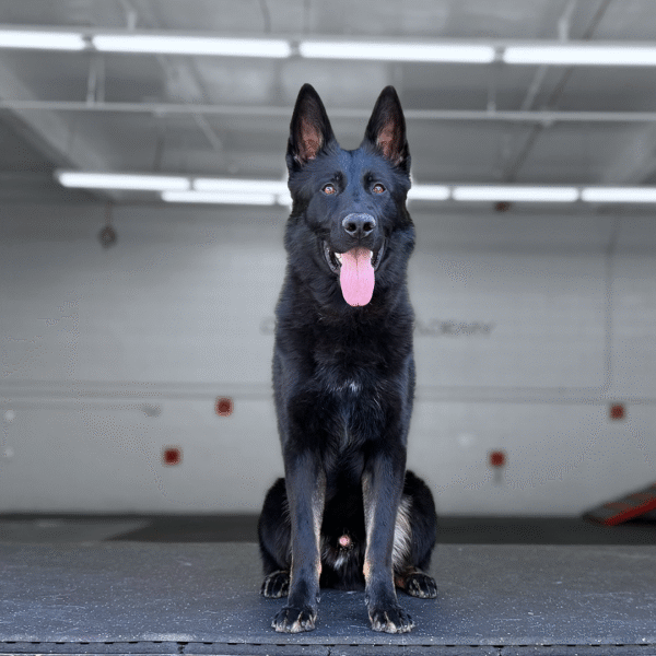 Ghost Delta K9, German Shepherd