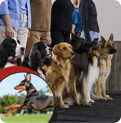 Delta K9 Academy gift card