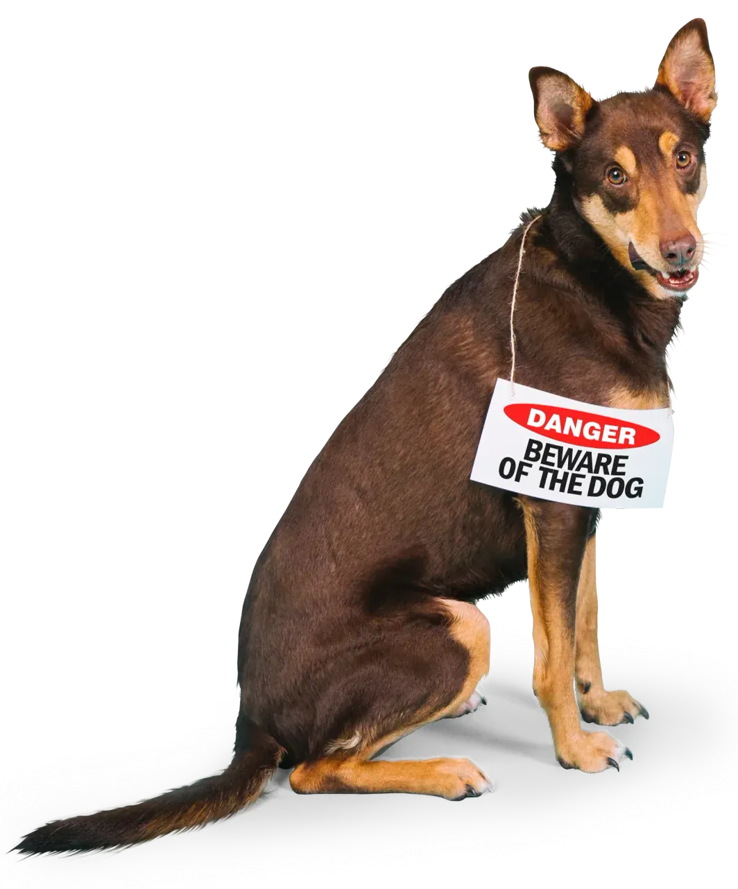 Royce Delta K9 Academy