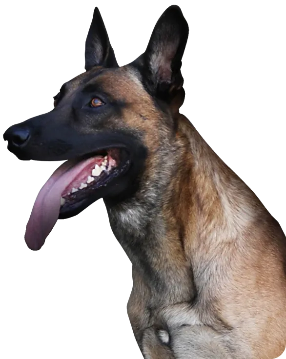 Kodak Delta K9 Academy