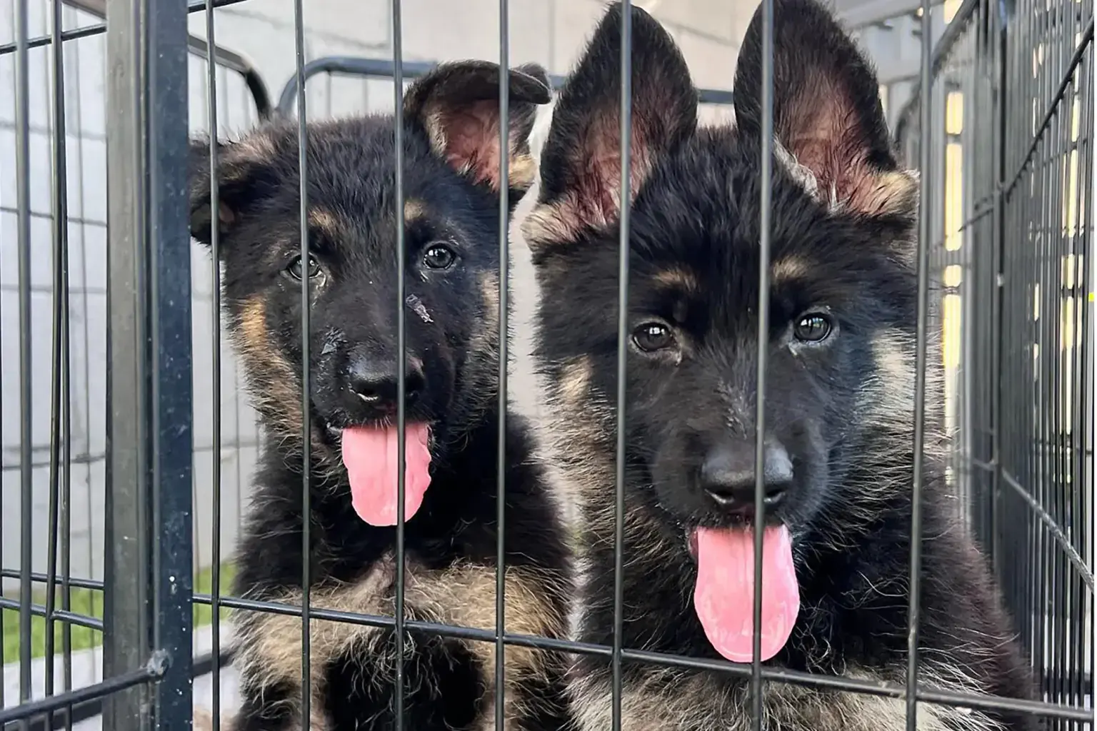 Bite Night, explained, why we open the kennel doors